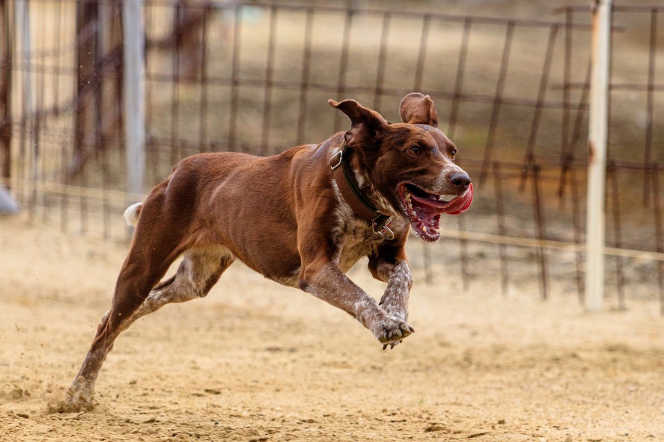 Les meilleurs blogs sur les courses de chiens